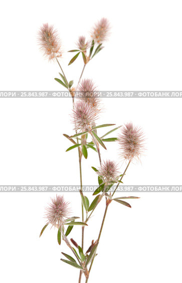 Клевер пашенный, Trifolium arvense, изолированно на белом. Стоковое фото, фотограф Tamara Kulikova / Фотобанк Лори