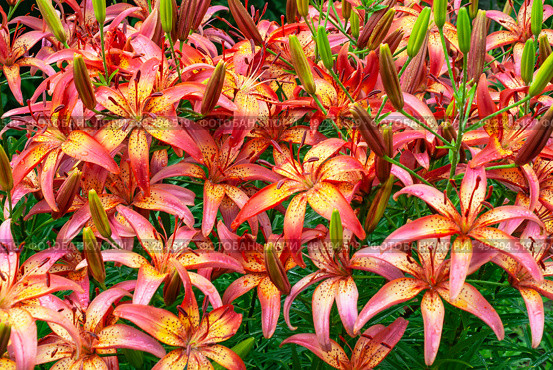 Клумба с лилиями "Италия" (Lilium Italia). Азиатскиq гибрид. Фон. Стоковое фото, фотограф Зобков Юрий / Фотобанк Лори