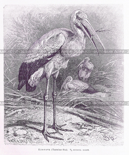 Клювачъ (Tantalus ibis) —  рисунок из книги А. Брэма "Жизнь животных" 1896 г. Стоковая иллюстрация, иллюстратор Вера Смолянинова / Фотобанк Лори