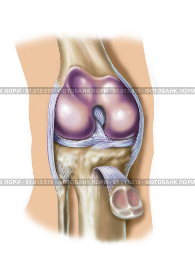 Knee from front with patella retracted to expose joint. Стоковое фото, фотограф Elise Walmsley-MacWha/Stocktrek Images / ТАСС / Фотобанк Лори
