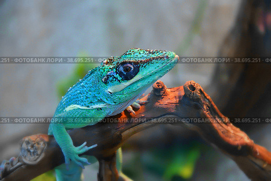 Knight Anole In the terrarium. Стоковое фото, фотограф Владимир Галкин / Фотобанк Лори