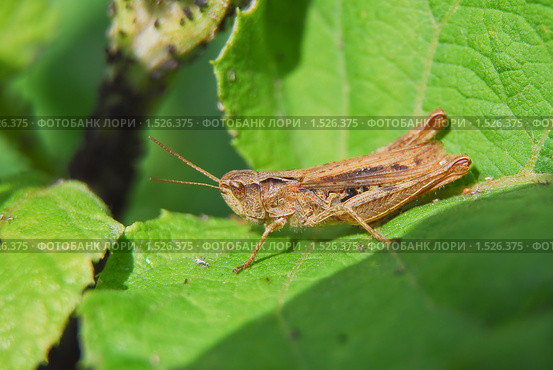 Кобылка  (Orthoptera) Стоковое фото, фотограф Алёшина Оксана / Фотобанк Лори