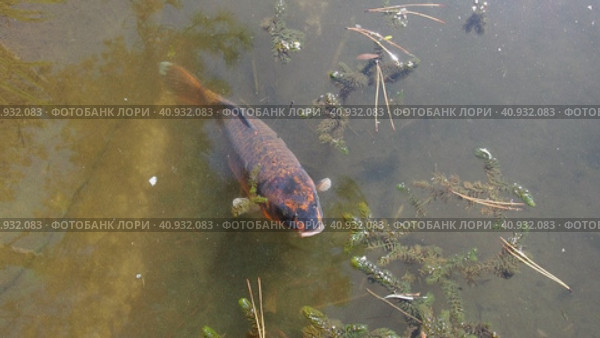 Koi or brocade carp nishikigoi are ornamental domesticated fish bred from the Amur subspecies of carp Cyprinus carpio. Eurasian carp or European carp, common carp, freshwater fish of eutrophic waters. Стоковое видео, видеограф Юлия Петровская / Фотобанк Лори
