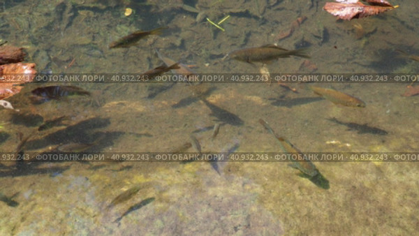 Koi or brocade carp nishikigoi are ornamental domesticated fish bred from the Amur subspecies of carp Cyprinus carpio. Eurasian carp or European carp, freshwater fish of eutrophic waters. Fry. Стоковое видео, видеограф Юлия Петровская / Фотобанк Лори