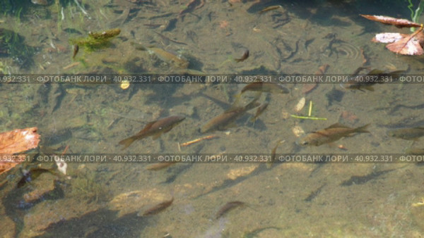 Koi or brocade carp nishikigoi are ornamental domesticated fish bred from the Amur subspecies of carp Cyprinus carpio. Eurasian carp or European carp, freshwater fish of eutrophic waters. Fry. Стоковое видео, видеограф Юлия Петровская / Фотобанк Лори