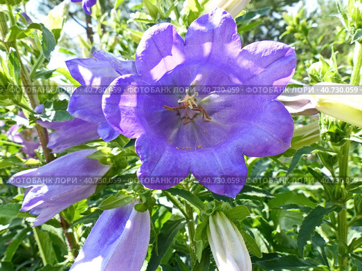 Колокольчик средний (лат. Campanula medium), форма с махровыми цветками (двойным венчиком). Травянистое двулетнее растение; вид рода Колокольчик. Стоковое фото, фотограф Сергей Елизарьев / Фотобанк Лори