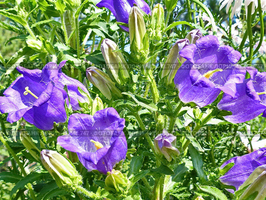 Колокольчик средний (лат. Campanula medium), форма с махровыми цветками (двойным венчиком). Травянистое двулетнее растение; вид рода Колокольчик. Стоковое фото, фотограф Сергей Елизарьев / Фотобанк Лори