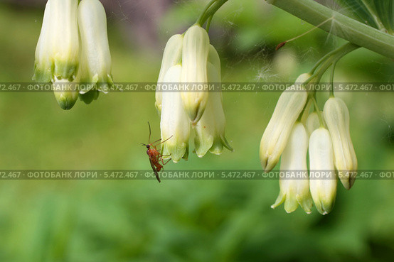 Колокольчики купены (Купена многоцветковая,Polygonatum multiflorum). Муха скорпионница на цветке (Mecoptera) Стоковое фото, фотограф Щеголева Ольга / Фотобанк Лори