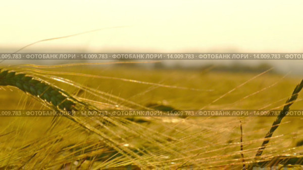 Колоски спелой пшеницы. Стоковое видео, видеограф Михаил Коханчиков / Фотобанк Лори
