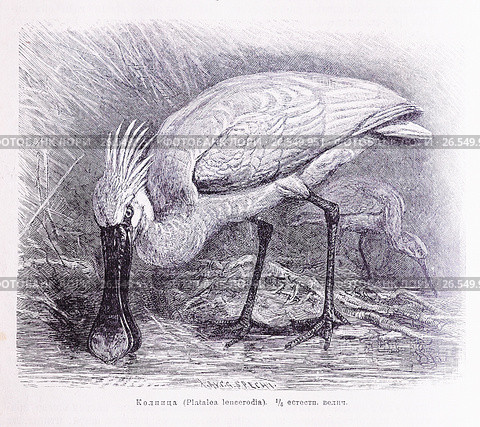 Колпица (Platalea leucerodia) —  рисунок из книги А. Брэма "Жизнь животных" 1896 г. Стоковая иллюстрация, иллюстратор Вера Смолянинова / Фотобанк Лори