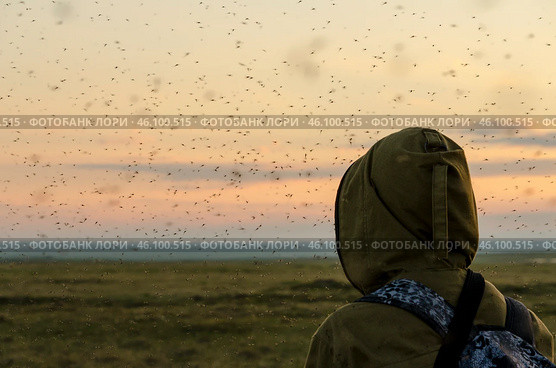 Комары. Стоковое фото, фотограф Иван Фуфачев / Фотобанк Лори