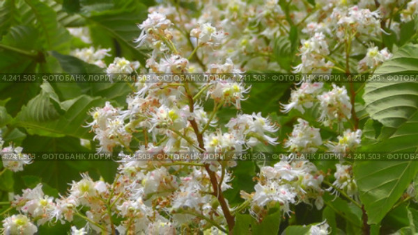 Конский каштан обыкновенный (Aesculus hippocastanum) Стоковое видео, видеограф Сергей Куров / Фотобанк Лори
