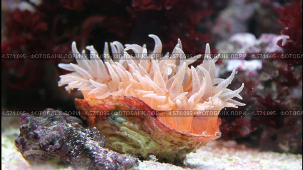 Коралл Овальный ризотрохус (Rhizotrochus typus) Стоковое видео, видеограф Владимир Сергеев / Фотобанк Лори
