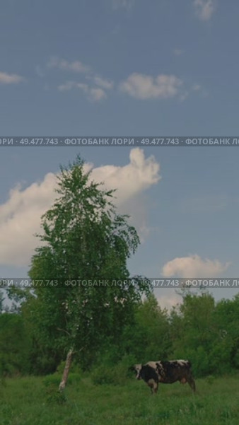 корова на лугу. Стоковое видео, видеограф Максим Камкин / Фотобанк Лори