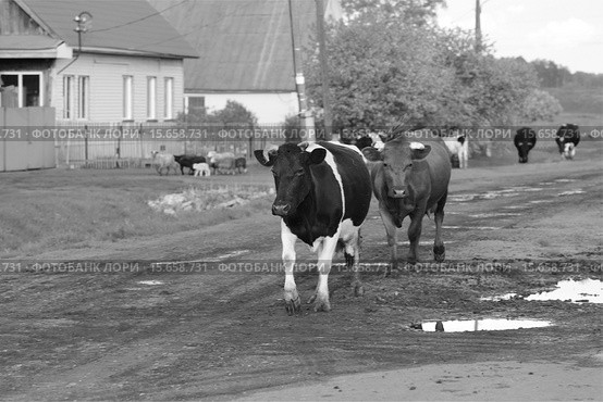 Коровы возвращаются. Стоковое фото, фотограф Анатолий Матвейчук / Фотобанк Лори
