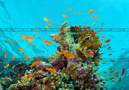 Корраловый риф и стая рыб Антиас лирохвостый голубоглазый (Pseudanthias squamipinnis) Стоковое фото, фотограф Некрасов Андрей / Фотобанк Лори