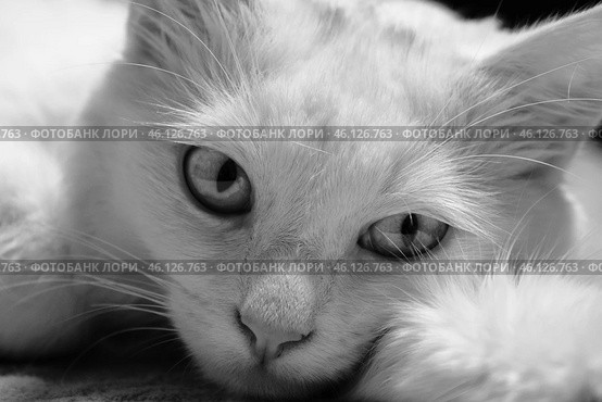 Кошка. Стоковое фото, фотограф Юлия Манжура / Фотобанк Лори