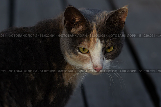 Кошка. Стоковое фото, фотограф Ксения Астафьева / Фотобанк Лори