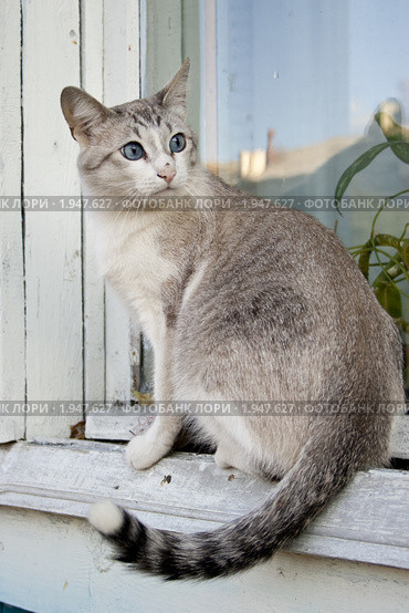 Кошка на подоконнике. Стоковое фото, фотограф Людмила Ожиганова / Фотобанк Лори