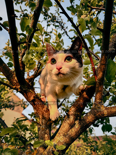 Кошка в яблоневом саду. Стоковое фото, фотограф Юлия Дворецкая / Фотобанк Лори