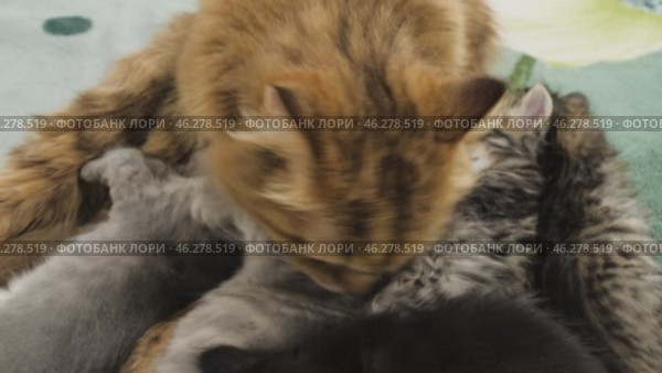 Кошка вылизывает разноцветных котят. A cat licks colorful kittens. Стоковое видео, видеограф Евгений Романов / Фотобанк Лори