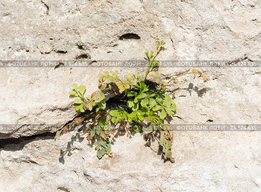 Костенец постенный (Asplenium ruta-muraria) Стоковое фото, фотограф Онищенко Виктор / Фотобанк Лори
