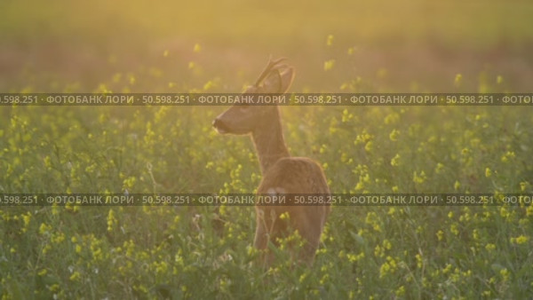 Косуля европейская (Capreolus capreolus) Стоковое видео, видеограф Дмитрий Якубович / Фотобанк Лори