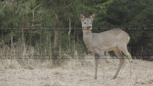 Косуля европейская (Capreolus capreolus) Стоковое видео, видеограф Дмитрий Якубович / Фотобанк Лори