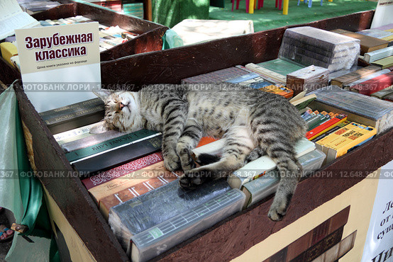 Кот - любитель зарубежной классики спит на книжном развале (2015 год). Редакционное фото, фотограф A Челмодеев / Фотобанк Лори