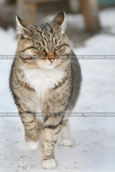 Котенок. Стоковое фото, фотограф Лут Ольга / Фотобанк Лори