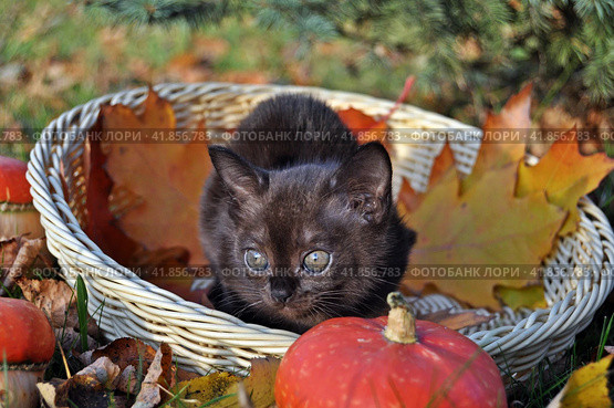 Котенок в корзине. Стоковое фото, фотограф Лариса Вишневская / Фотобанк Лори