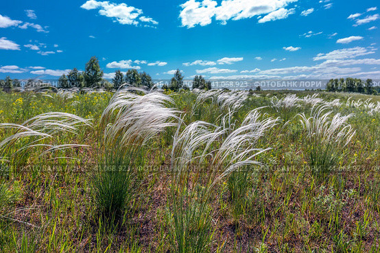 Ковыль красивейший (Stipa pulcherrima K. Koch (семейство Poaceae) в степи. Новосибирская область, Западная сибирь России. Стоковое фото, фотограф Евгений Мухортов / Фотобанк Лори