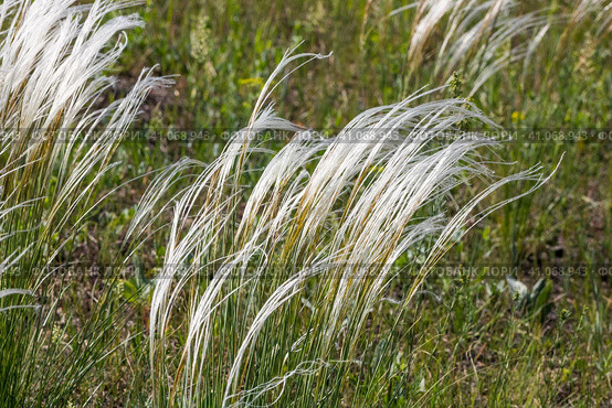Ковыль красивейший (Stipa pulcherrima K. Koch (семейство Poaceae) в степи. Новосибирская область, Западная сибирь России. Стоковое фото, фотограф Евгений Мухортов / Фотобанк Лори
