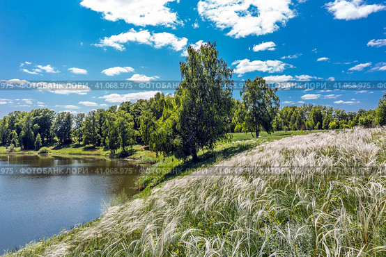 Ковыль красивейший (Stipa pulcherrima K. Koch (семейство Poaceae) на склоне побережья лесного озера в окружении берёз. Новосибирская область, Западная сибирь России. Стоковое фото, фотограф Евгений Мухортов / Фотобанк Лори