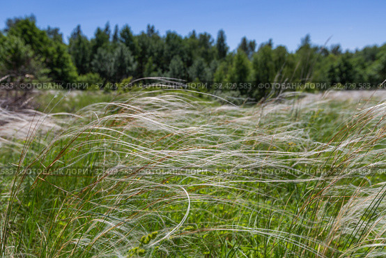 Ковыль (Stipa Pulcherrima) на остепненном лугу. Стоковое фото, фотограф Ольга Сейфутдинова / Фотобанк Лори