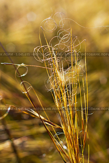 Ковыль-волосатик или Ковыль волосовидный, или Тырса ( Stipa capillata) Стоковое фото, фотограф Евгений Мухортов / Фотобанк Лори