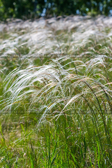 Ковыль-волосатик или Ковыль волосовидный, или Тырса ( Stipa capillata) — многолетнее однодольное травянистое растение. Стоковое фото, фотограф Евгений Мухортов / Фотобанк Лори
