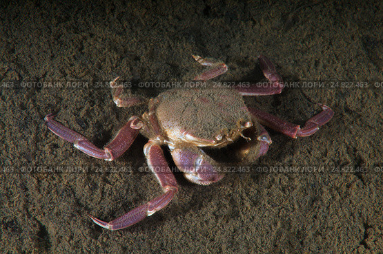 Краб самурай (Paradorippe granulata) Стоковое фото, фотограф Некрасов Андрей / Фотобанк Лори