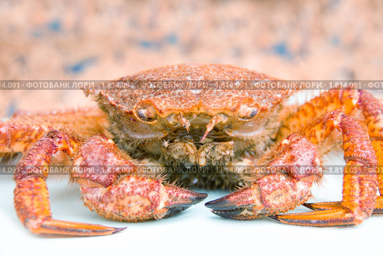 Краб волосатик (Erimacrus isenbeckii ) Стоковое фото, фотограф Ирина Игумнова / Фотобанк Лори