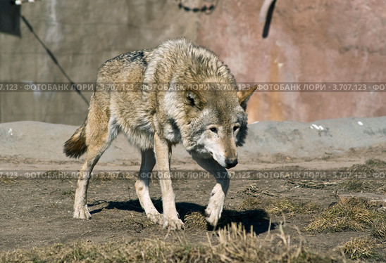 Крадущийся волк (Canis Lupus) Стоковое фото, фотограф Василий Фирсов / Фотобанк Лори