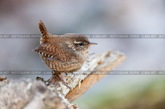Крапивник. Eurasian Wren (Troglodytes troglodytes) Стоковое фото, фотограф Василий Вишневский / Фотобанк Лори