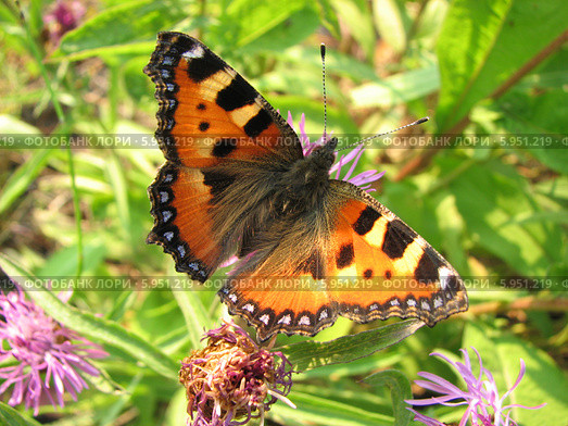 Крапивница обыкновенная на васильках (Aglais urticae, Nymphalis urticae) Стоковое фото, фотограф Беляева Наталья / Фотобанк Лори