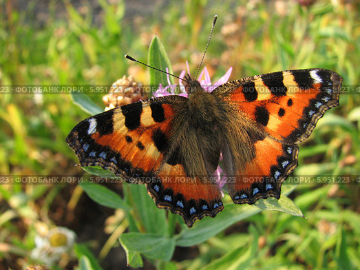 Крапивница обыкновенная на васильках (Aglais urticae, Nymphalis urticae) Стоковое фото, фотограф Беляева Наталья / Фотобанк Лори