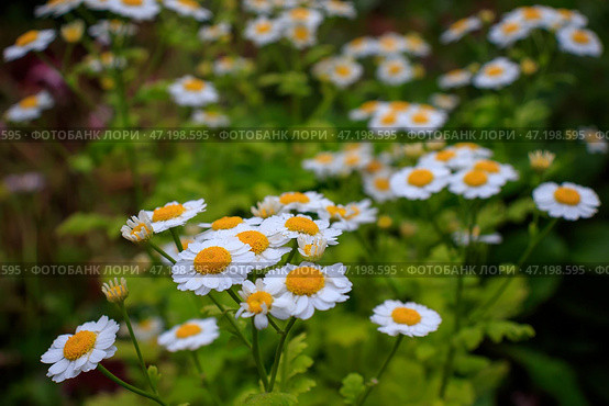 Красивые цветы пижмы девичьей (Tanacetum parthenium) Стоковое фото, фотограф Андрей Степанов / Фотобанк Лори