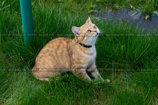 Красивый домашний кот гуляет по улице в теплое время года. A beautiful domestic cat walks down the street in the warm season. Стоковое фото, фотограф Мария / Фотобанк Лори