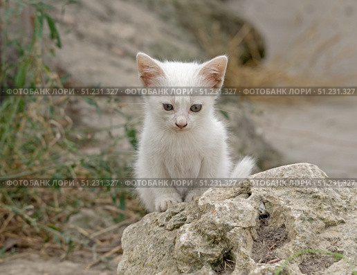Красивый маленький белый котёнок греется на солнце. Beautiful little white kitten. Стоковое фото, фотограф Татьяна Д / Фотобанк Лори