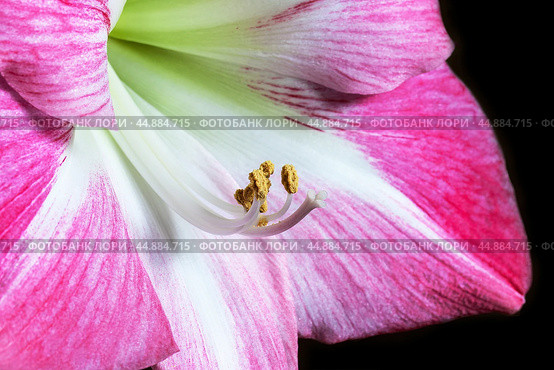 Красивый розовый цветок гиппеаструма крупным планом.   Beautiful flower hippeastrum close-up. Стоковое фото, фотограф Лариса Гордеева / Фотобанк Лори