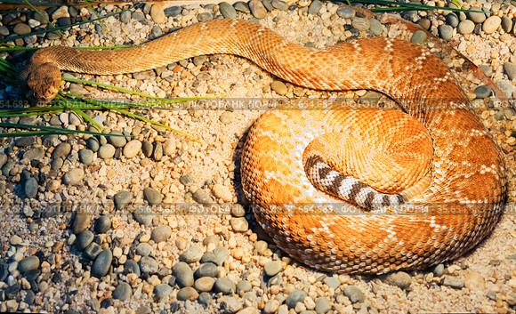 Красная гремучая змея. Red diamond rattlesnake. Стоковое фото, фотограф Галина Савина / Фотобанк Лори