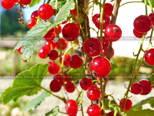 Красная смородина или садовая смородина (Ribes rubrum). В скандинавских странах ее часто используют в качестве ингредиента фруктовых супов и пудингов. Стоковое фото, фотограф Сергей Елизарьев / Фотобанк Лори