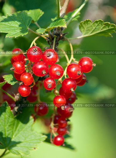 Красная смородина (Ríbes rubrum) Стоковое фото, фотограф Охотникова Екатерина *Фототуристы* / Фотобанк Лори